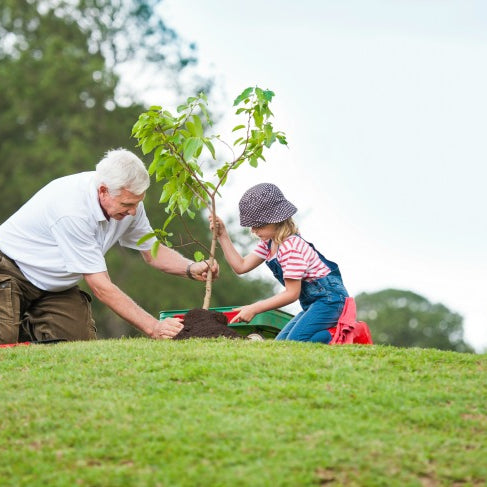 Planting Tips for Your Living Urn Tree Burial (Part 1)