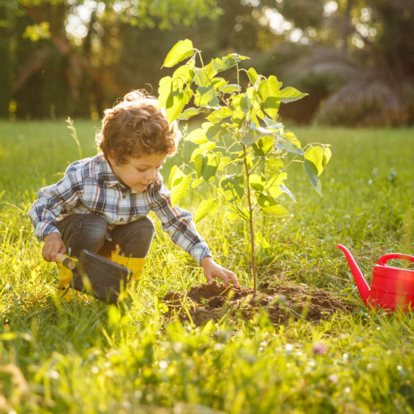What is a Tree Pod Burial?  A Guide to Tree Pod Burials