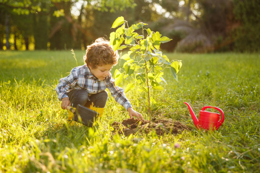 What is a Tree Pod Burial?  A Guide to Tree Pod Burials