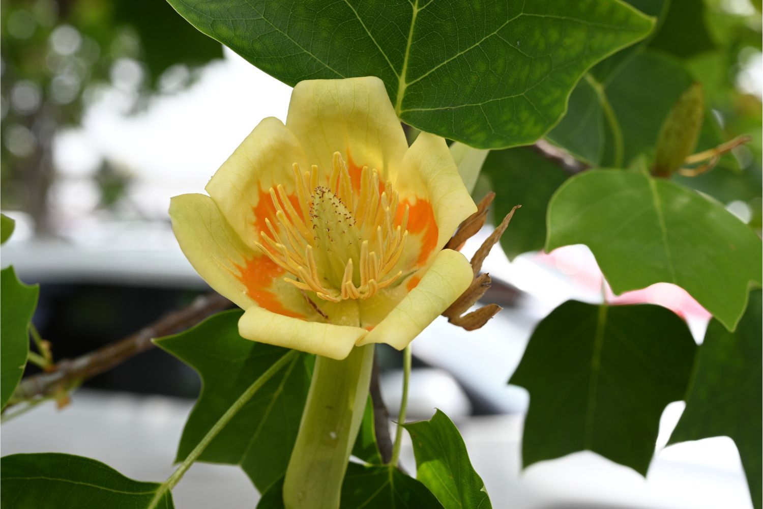 Flower on a tulip tree