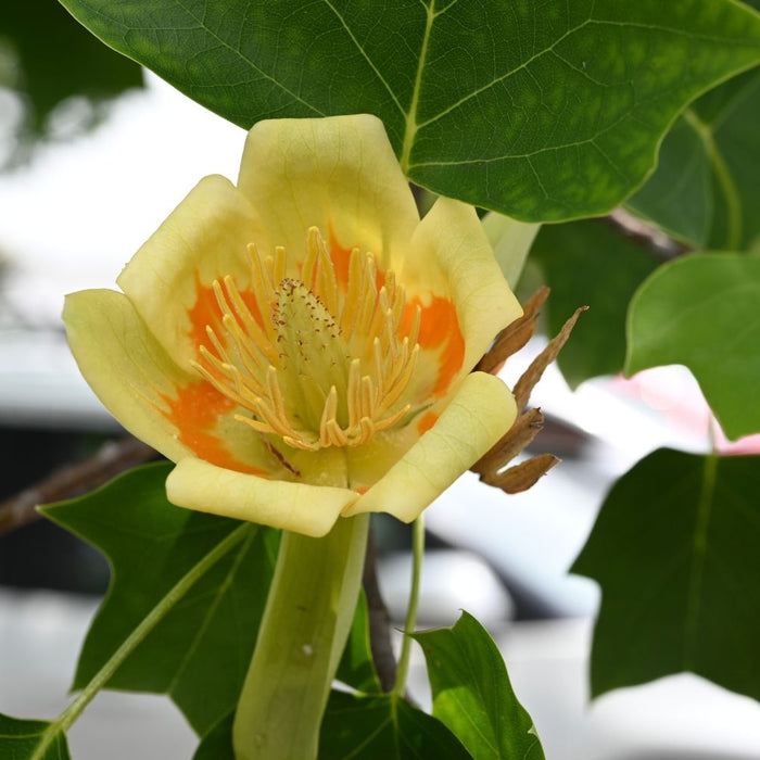 Flower on a tulip tree