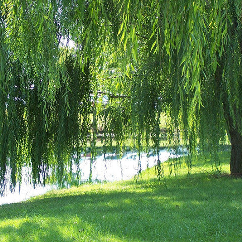 Willow Tree:  A Tree of Remembrance