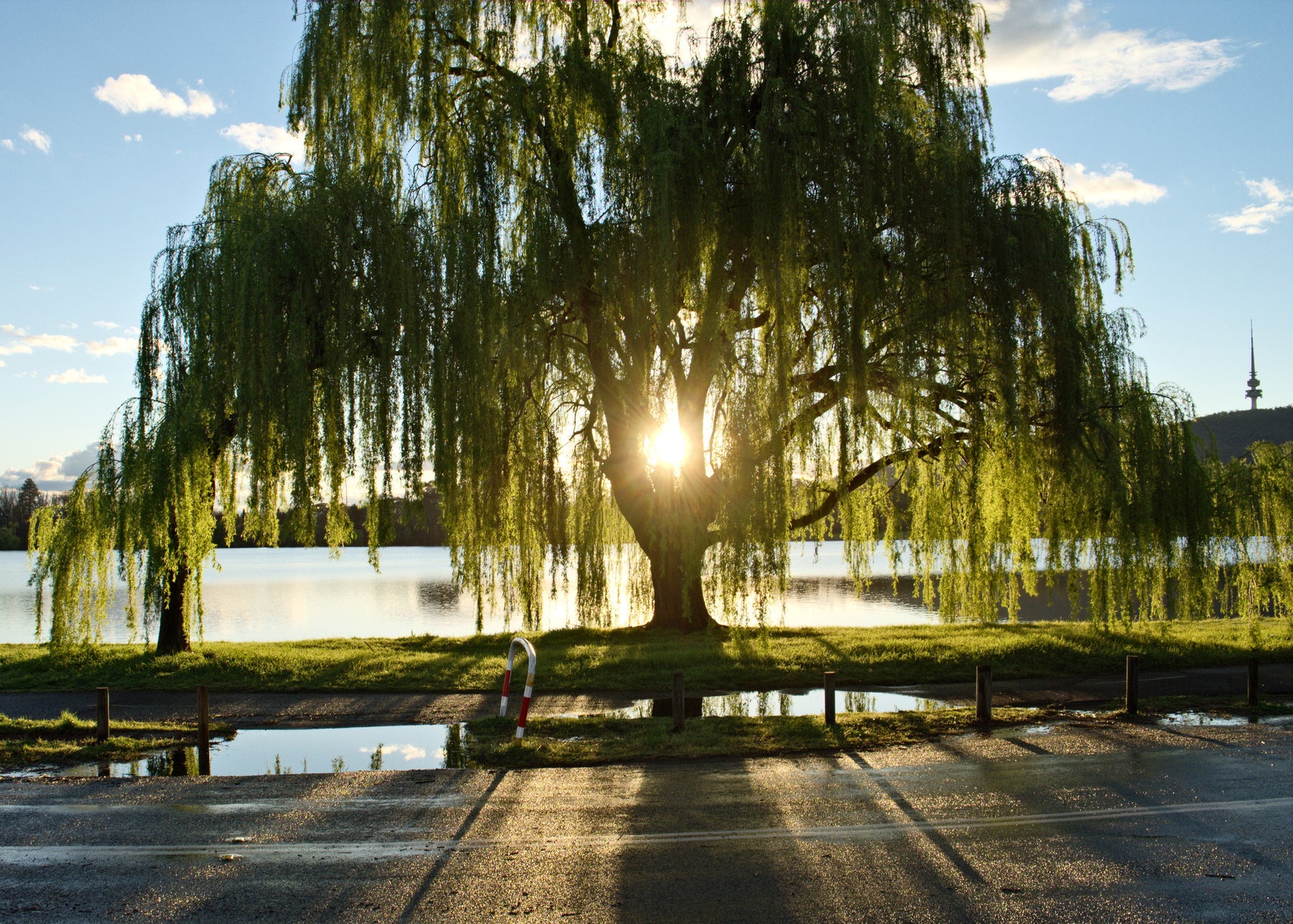Weeping Willow - Trees of Remembrance!