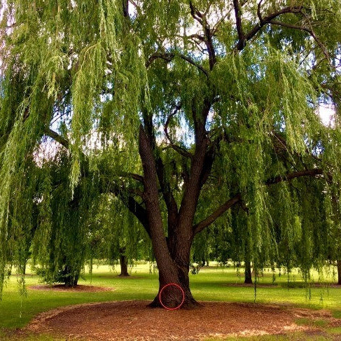You Can Grow a Beautiful Weeping Willow Memorial with Ease with this Burial Urn!