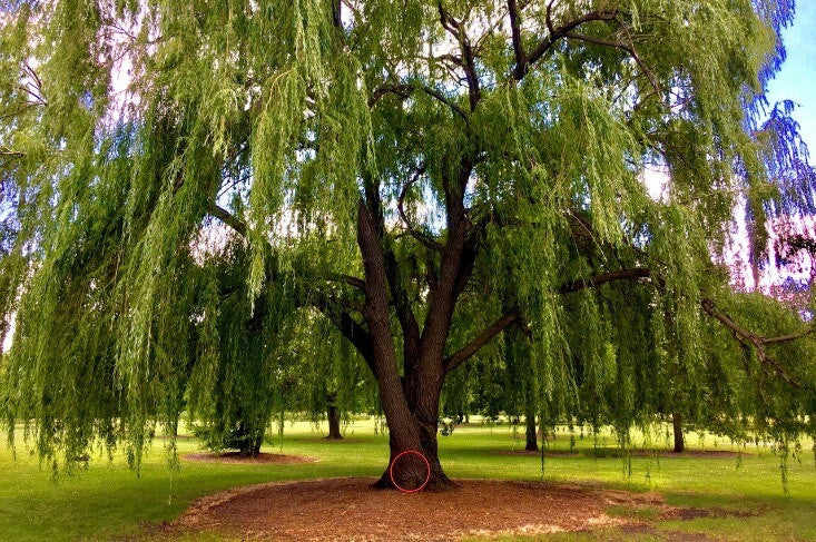 You Can Grow a Beautiful Weeping Willow Memorial with Ease with this Burial Urn!
