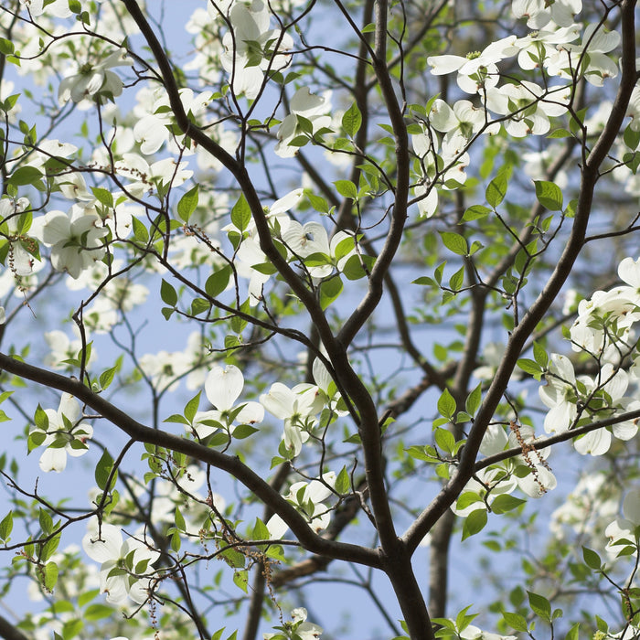 White Dogwood: A Favorite of Americans for Centuries!