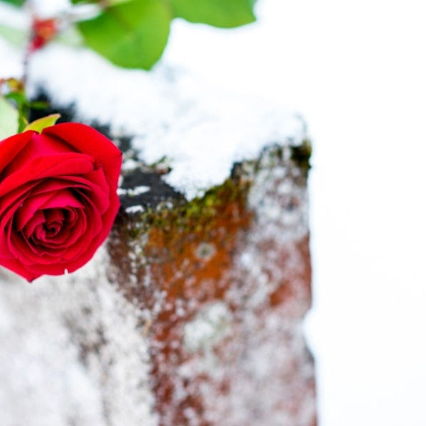 snowy cemetary with flowers