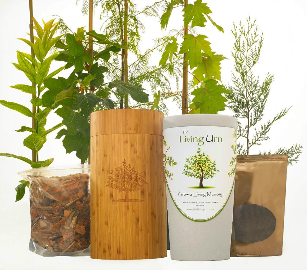 Pin Oak Tree Urn, Swamp Oak Urn — The Living Urn