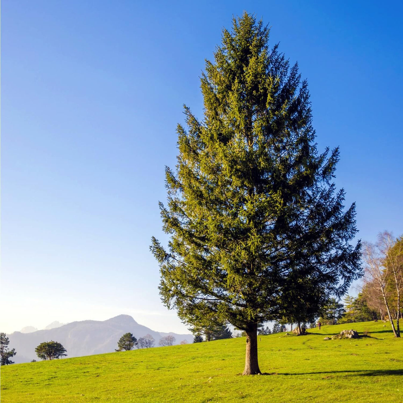 Evergreen Tree Urns & Memorial Trees