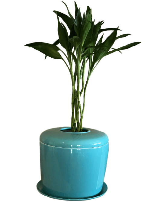 bonsai tree urn Bonsai Urn, Indoor Tree Urn, Patio Urn, Indoor Plant Urn — The Living Urn