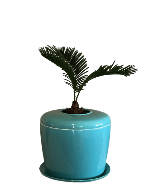 pet ashes plant pot The Living Urn Indoors / Patio for Pets Celadon Blue / Sago Palm