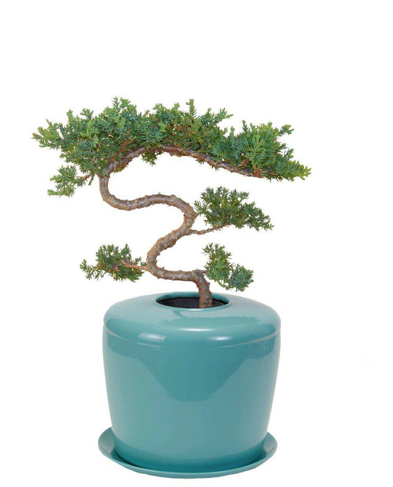 bonsai tree pots near me Bonsai Urn, Indoor Tree Urn, Patio Urn, Indoor Plant Urn — The Living Urn