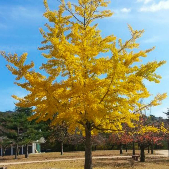 Gingko Tree Spring Ginkgo Biloba Tree