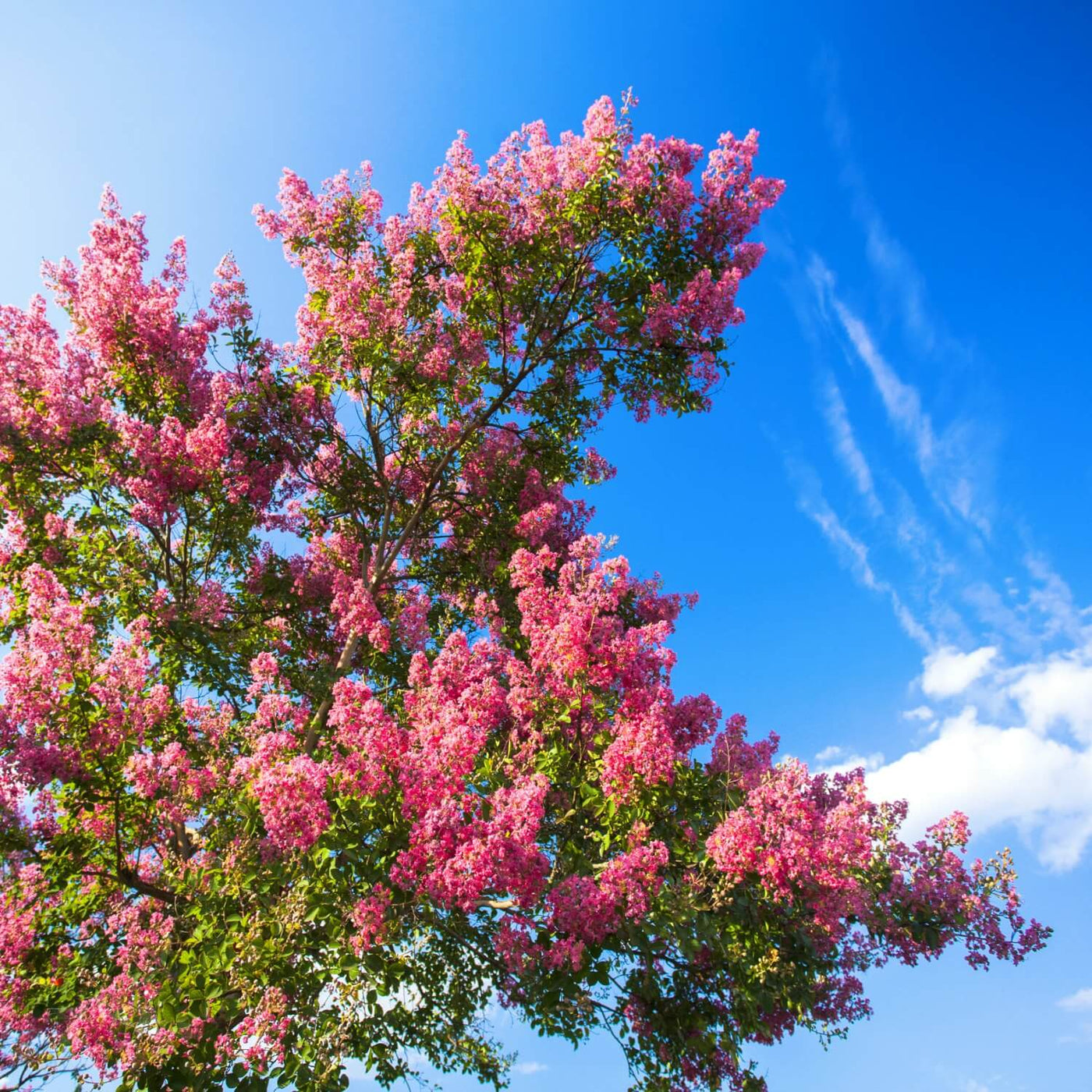 Crape Myrtle (Hopi) Bio Urn — The Living Urn