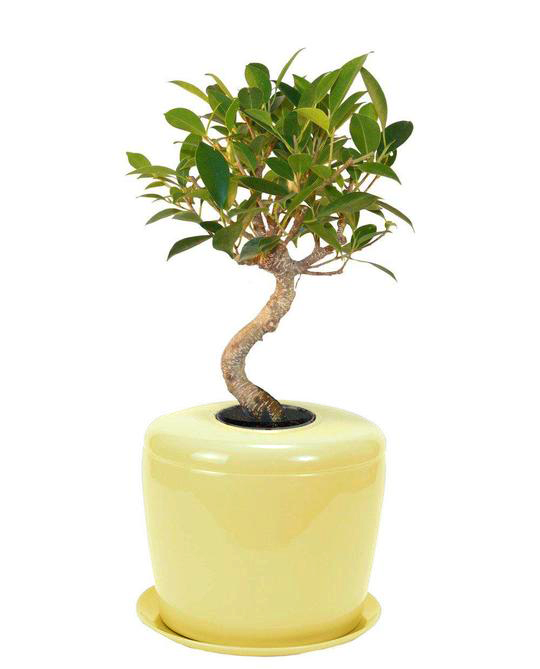bon bon tea house potted plant Bonsai Urn, Indoor Tree Urn, Patio Urn, Indoor Plant Urn — The Living Urn