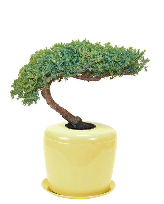 bonsai tree urn The Living Urn Indoors / Patio for Pets Sunshine Yellow / Trained Tiered Juniper Tree