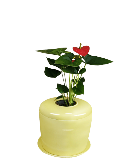 plastic urns for plants The Living Urn Indoors / Patio for Pets Sunshine Yellow / Flamingo Flower (Red)