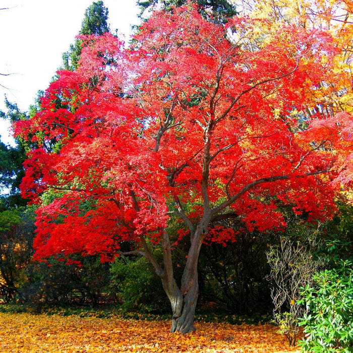 Is Wood Ash Good for Japanese Maple Trees? Discover Benefits