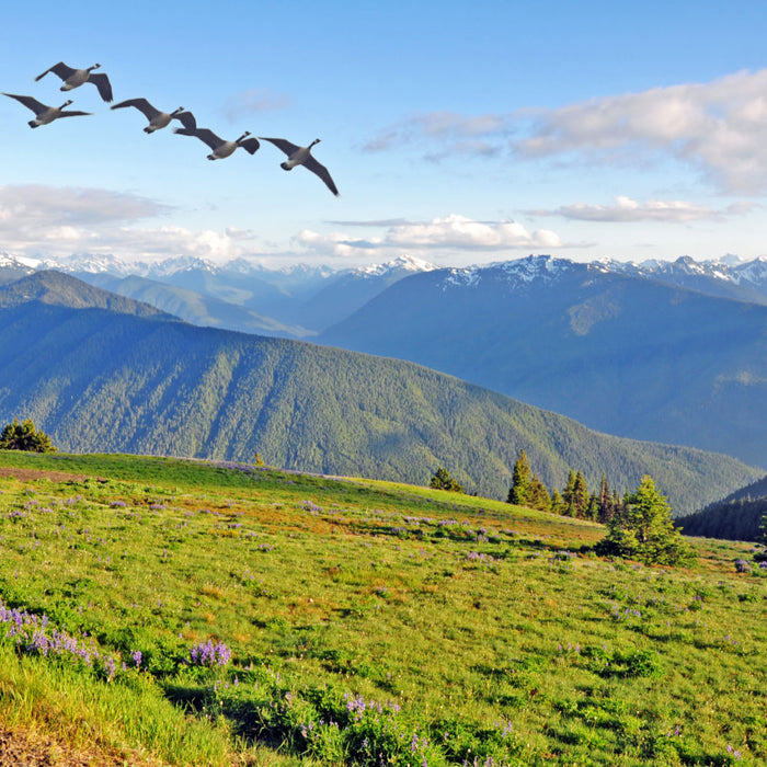 Olympic National Park Memorial Ash Scattering — The Living Urn
