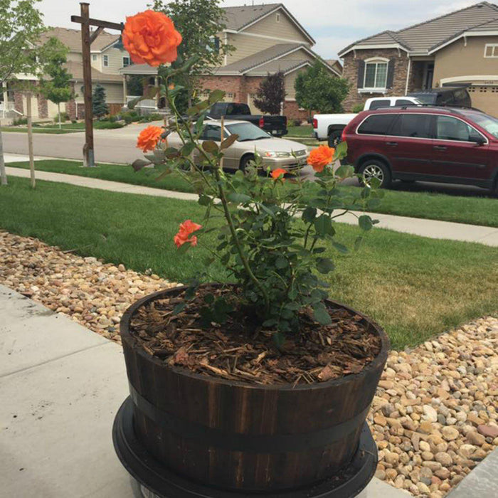 cremation plant pot Bio Urn & Tree Planting System