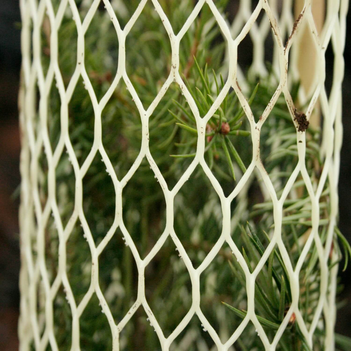 Rigid Seedling Protection Tubes — The Living Urn