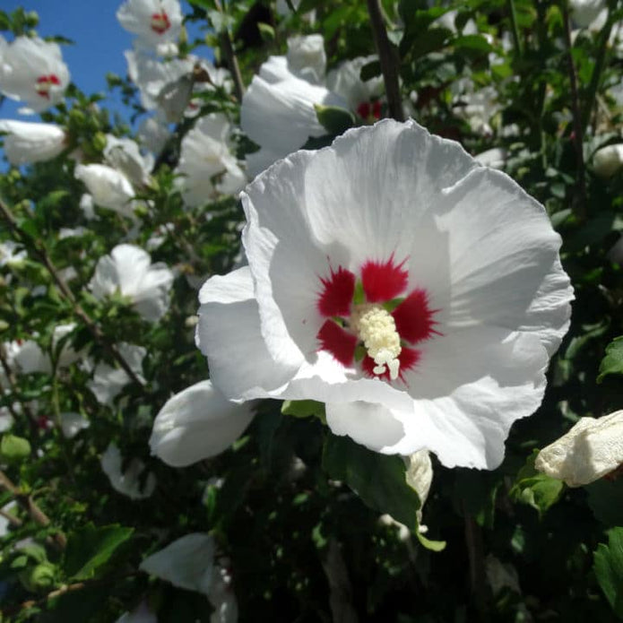 Rose of Sharon (Red Heart)