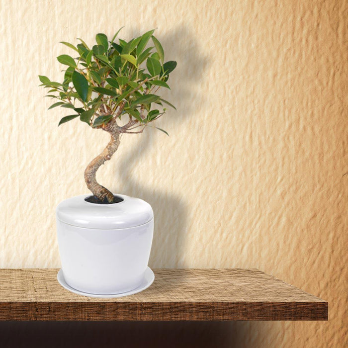 bonsai tree urn Bonsai Urn, Indoor Tree Urn, Patio Urn, Indoor Plant Urn — The Living Urn
