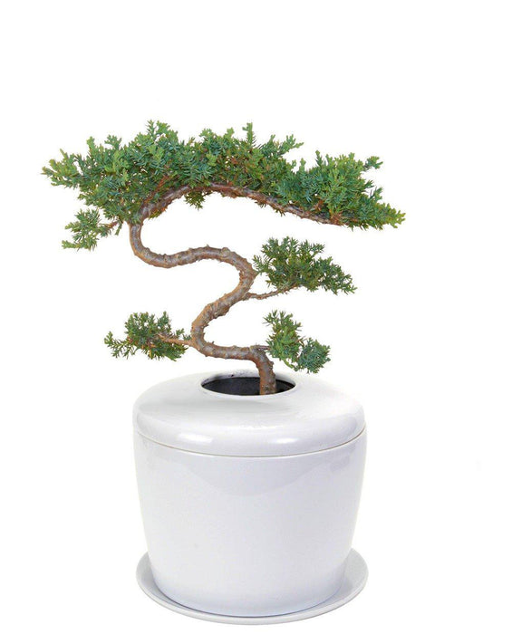 bonsai tree urn The Living Urn Indoors / Patio for Pets White Pearl / Traditional Windswept Juniper Tree