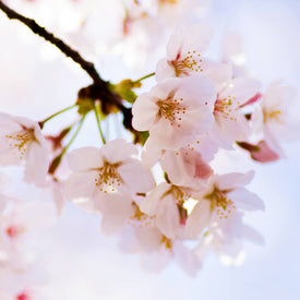 Japanese Flowering Cherry (Yoshino)