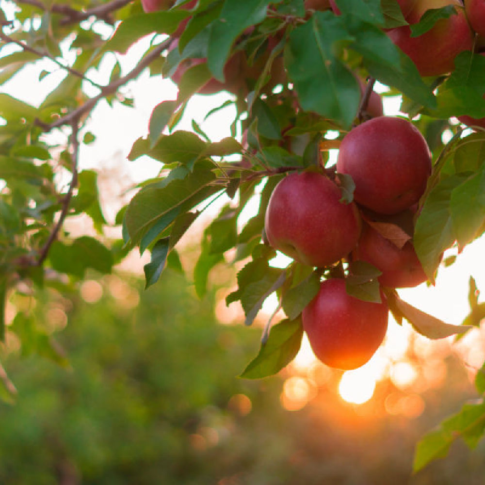Fruit Memorial Trees to Plant With The Living Urn