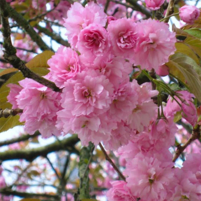 Japanese Flowering Cherry (Kwanzan)