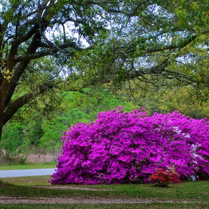 lavender azalea plant Formosa Azalea (Lavender)