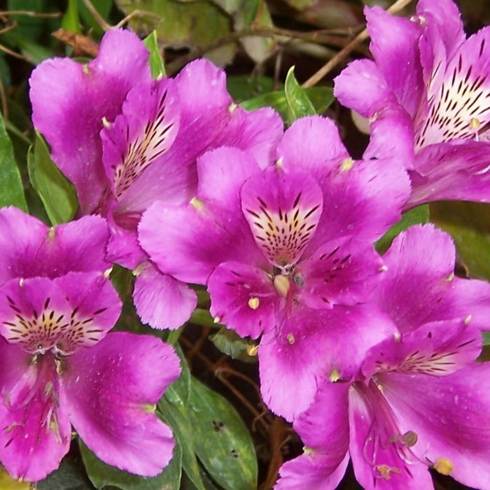 lavender azalea plant Purple Azalea Urn, Flowering Bio Urn, Bio Urn Plant, Azalea Bio Urn — The Living Urn