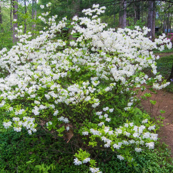 Formosa Azalea (White)