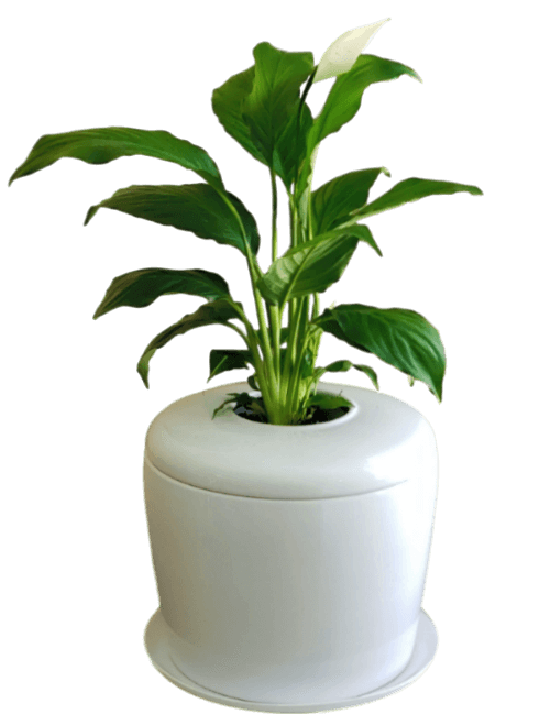 pet ashes plant pot The Living Urn Indoors / Patio for Pets White Pearl / Peace Lilly